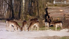 Mieszkańcy lasów i pól na zdjęciach Pawła Poterskiego - zdjęcie 50