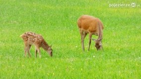 Mieszkańcy lasów i pól na zdjęciach Pawła Poterskiego - zdjęcie 49