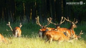 Mieszkańcy lasów i pól na zdjęciach Pawła Poterskiego - zdjęcie 48