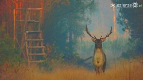 Mieszkańcy lasów i pól na zdjęciach Pawła Poterskiego - zdjęcie 47