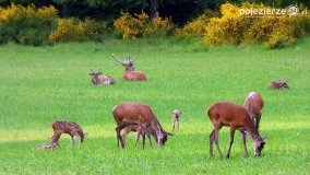 Mieszkańcy lasów i pól na zdjęciach Pawła Poterskiego - zdjęcie 46