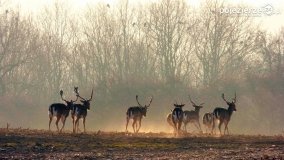 Mieszkańcy lasów i pól na zdjęciach Pawła Poterskiego - zdjęcie 45