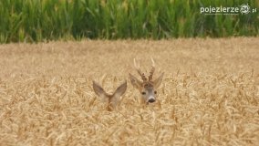 Mieszkańcy lasów i pól na zdjęciach Pawła Poterskiego - zdjęcie 44