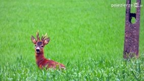 Mieszkańcy lasów i pól na zdjęciach Pawła Poterskiego - zdjęcie 43