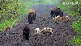 Mieszkańcy lasów i pól na zdjęciach Pawła Poterskiego - zdjęcie 42