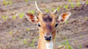 Mieszkańcy lasów i pól na zdjęciach Pawła Poterskiego - zdjęcie 41