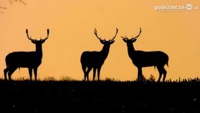 Mieszkańcy lasów i pól na zdjęciach Pawła Poterskiego - zdjęcie 40