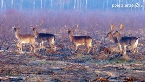 Mieszkańcy lasów i pól na zdjęciach Pawła Poterskiego - zdjęcie 39