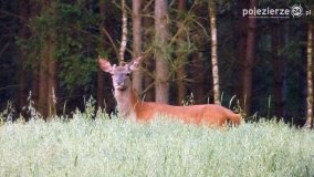 Mieszkańcy lasów i pól na zdjęciach Pawła Poterskiego - zdjęcie 38