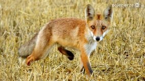 Mieszkańcy lasów i pól na zdjęciach Pawła Poterskiego - zdjęcie 37