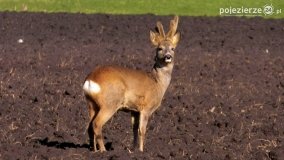 Mieszkańcy lasów i pól na zdjęciach Pawła Poterskiego - zdjęcie 36