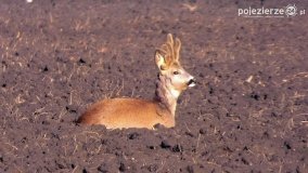 Mieszkańcy lasów i pól na zdjęciach Pawła Poterskiego - zdjęcie 35