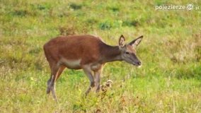 Mieszkańcy lasów i pól na zdjęciach Pawła Poterskiego - zdjęcie 34