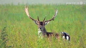 Mieszkańcy lasów i pól na zdjęciach Pawła Poterskiego - zdjęcie 33