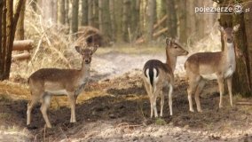 Mieszkańcy lasów i pól na zdjęciach Pawła Poterskiego - zdjęcie 32