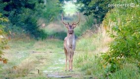 Mieszkańcy lasów i pól na zdjęciach Pawła Poterskiego - zdjęcie 31