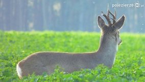Mieszkańcy lasów i pól na zdjęciach Pawła Poterskiego - zdjęcie 30