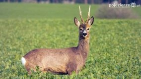 Mieszkańcy lasów i pól na zdjęciach Pawła Poterskiego - zdjęcie 29