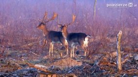 Mieszkańcy lasów i pól na zdjęciach Pawła Poterskiego - zdjęcie 28