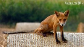 Mieszkańcy lasów i pól na zdjęciach Pawła Poterskiego - zdjęcie 27