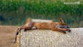 Mieszkańcy lasów i pól na zdjęciach Pawła Poterskiego - zdjęcie 26