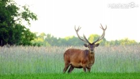 Mieszkańcy lasów i pól na zdjęciach Pawła Poterskiego - zdjęcie 25