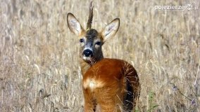 Mieszkańcy lasów i pól na zdjęciach Pawła Poterskiego - zdjęcie 24