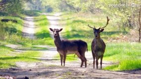 Mieszkańcy lasów i pól na zdjęciach Pawła Poterskiego - zdjęcie 23