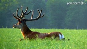 Mieszkańcy lasów i pól na zdjęciach Pawła Poterskiego - zdjęcie 22