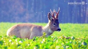 Mieszkańcy lasów i pól na zdjęciach Pawła Poterskiego - zdjęcie 21