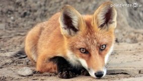 Mieszkańcy lasów i pól na zdjęciach Pawła Poterskiego - zdjęcie 20