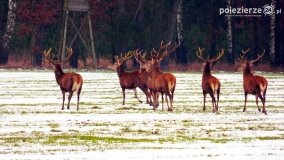 Mieszkańcy lasów i pól na zdjęciach Pawła Poterskiego - zdjęcie 19