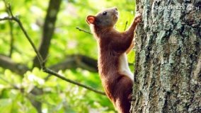 Mieszkańcy lasów i pól na zdjęciach Pawła Poterskiego - zdjęcie 18