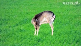 Mieszkańcy lasów i pól na zdjęciach Pawła Poterskiego - zdjęcie 17