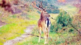 Mieszkańcy lasów i pól na zdjęciach Pawła Poterskiego - zdjęcie 16