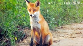 Mieszkańcy lasów i pól na zdjęciach Pawła Poterskiego - zdjęcie 15