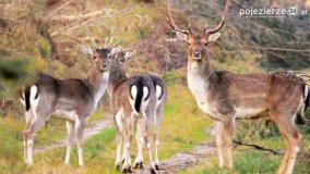 Mieszkańcy lasów i pól na zdjęciach Pawła Poterskiego - zdjęcie 14