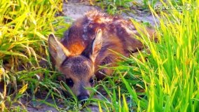 Mieszkańcy lasów i pól na zdjęciach Pawła Poterskiego - zdjęcie 13