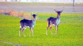 Mieszkańcy lasów i pól na zdjęciach Pawła Poterskiego - zdjęcie 12