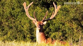 Mieszkańcy lasów i pól na zdjęciach Pawła Poterskiego - zdjęcie 11