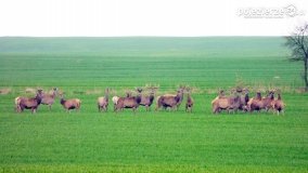 Mieszkańcy lasów i pól na zdjęciach Pawła Poterskiego - zdjęcie 10
