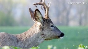 Mieszkańcy lasów i pól na zdjęciach Pawła Poterskiego - zdjęcie 9