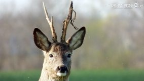 Mieszkańcy lasów i pól na zdjęciach Pawła Poterskiego - zdjęcie 8