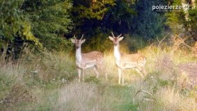 Mieszkańcy lasów i pól na zdjęciach Pawła Poterskiego - zdjęcie 7