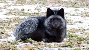 Mieszkańcy lasów i pól na zdjęciach Pawła Poterskiego - zdjęcie 6