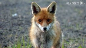 Mieszkańcy lasów i pól na zdjęciach Pawła Poterskiego - zdjęcie 5