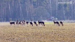 Mieszkańcy lasów i pól na zdjęciach Pawła Poterskiego - zdjęcie 4