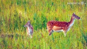 Mieszkańcy lasów i pól na zdjęciach Pawła Poterskiego - zdjęcie 3