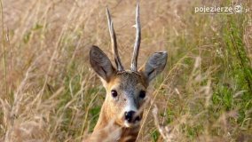 Mieszkańcy lasów i pól na zdjęciach Pawła Poterskiego - zdjęcie 2