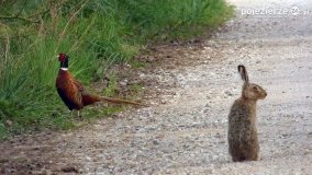Mieszkańcy lasów i pól na zdjęciach Pawła Poterskiego - zdjęcie 1